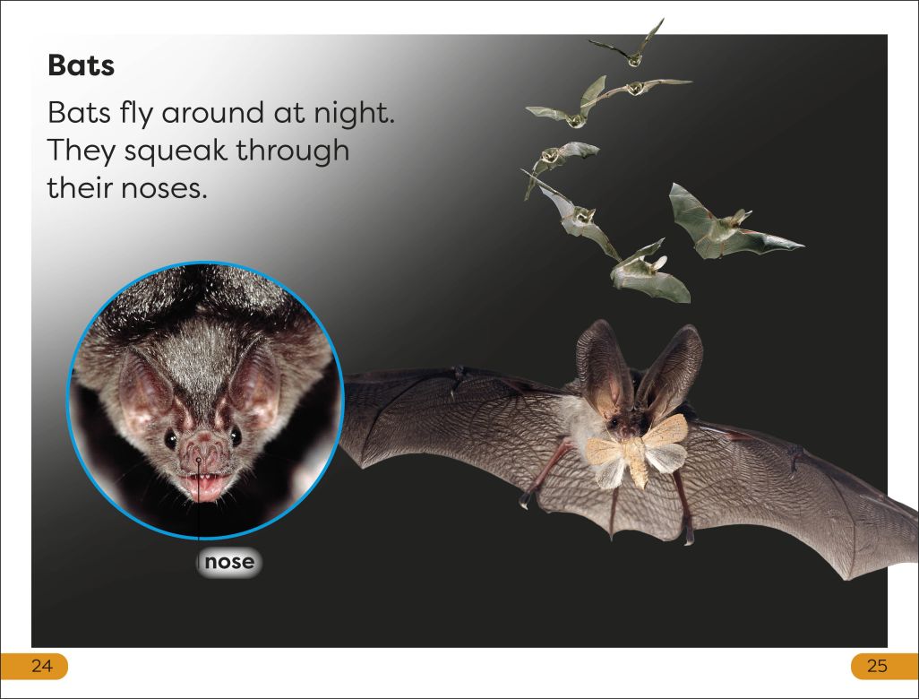 DK Super Readers Level 1: Night-time Animals
