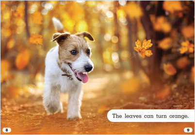 Let's Look at Fall:Trees in Fall