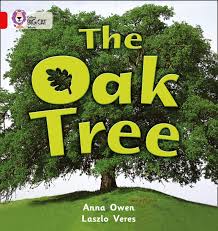 Collins Big Cat Red 2B: The Oak Tree