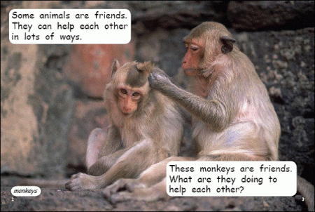 Red Rocket Early Level 4 Non Fiction B (Level 13): Animal Friends