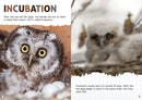 BookLife Freedom Readers: An Owl's Life Cycle