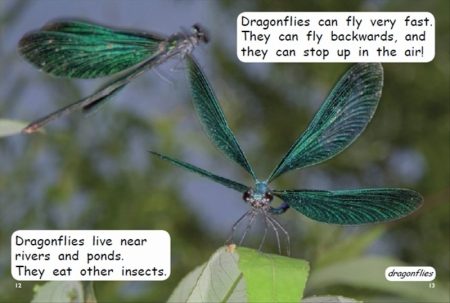 Red Rocket Early Level 4 Non Fiction C (Level 14): Bugs and Beetles