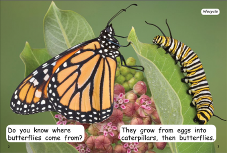 Red Rocket Early Level 3 Non Fiction C (Level 11): Caterpillar to Butterfly