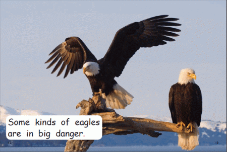 Red Rocket Early Level 1 Non Fiction C (Level 3): Endangered Animals