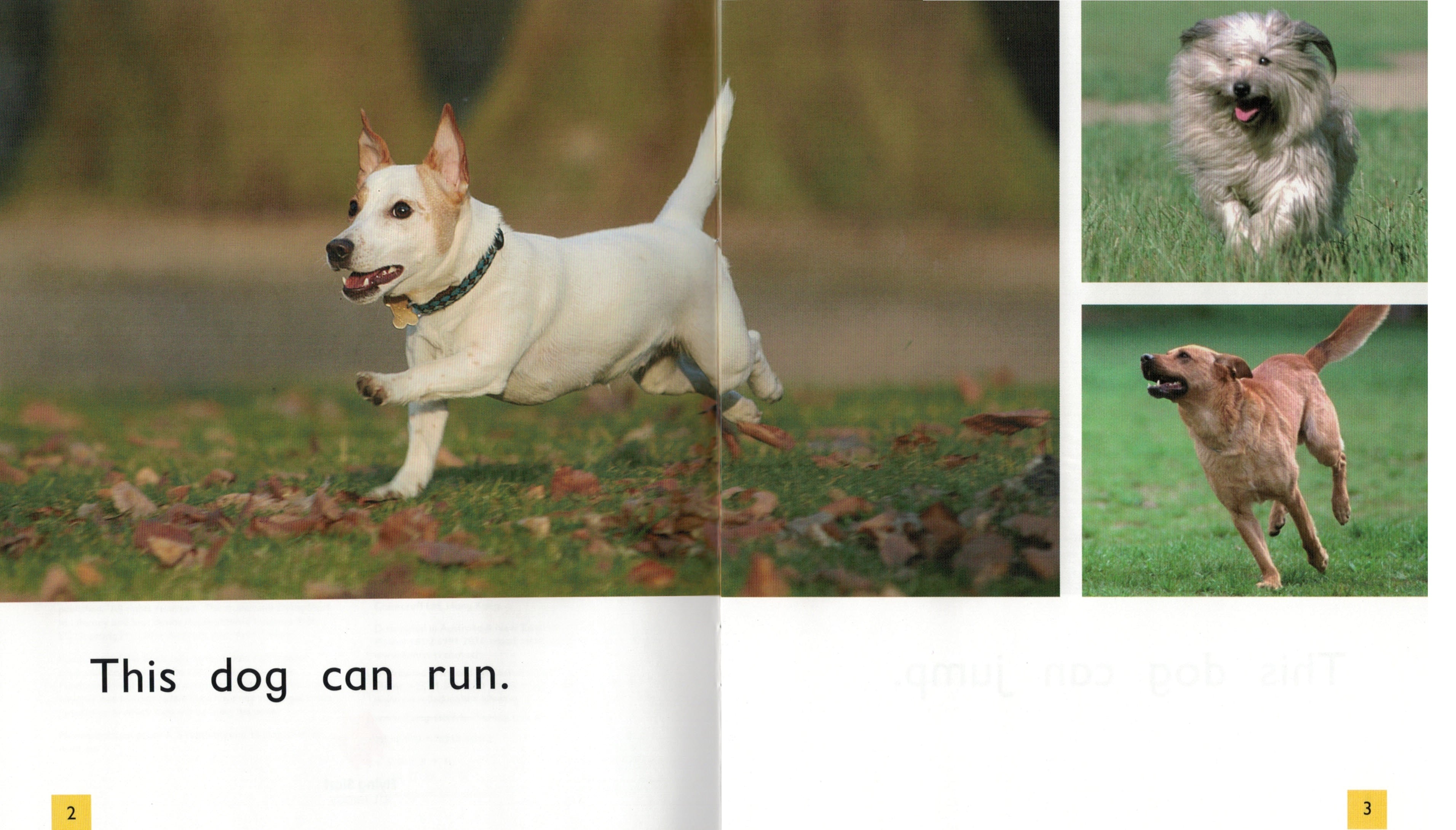 FS Level 01: Dogs