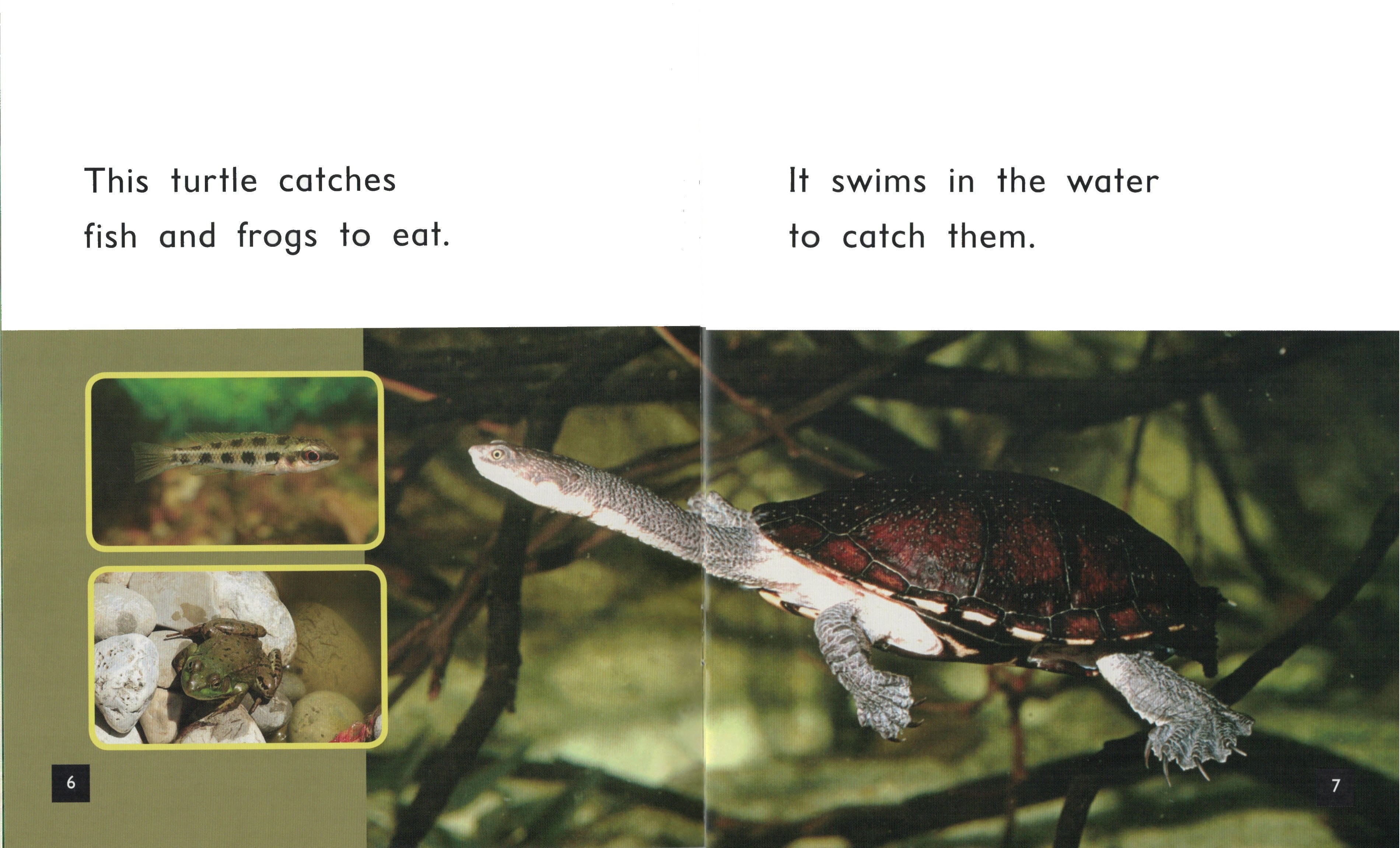 FS Level 6: Turtles