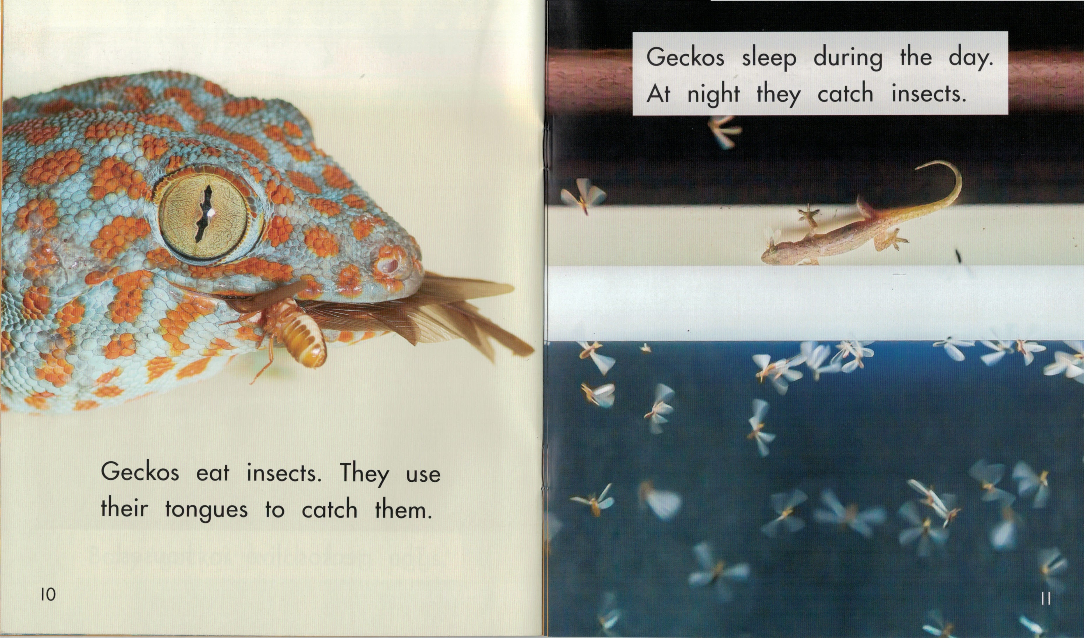 Sunshine Starters Level 8: Geckos