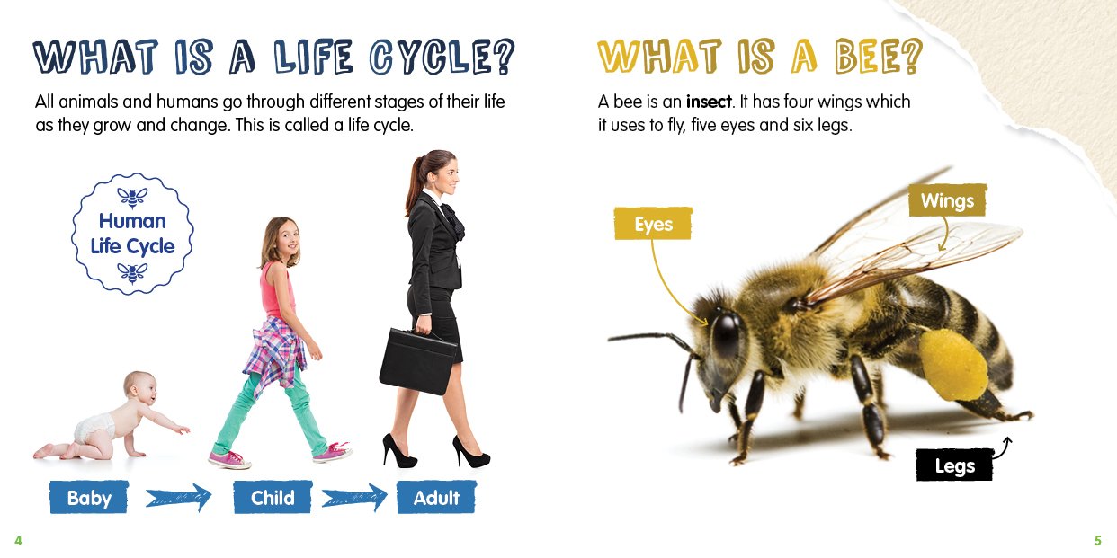 Life Cycles: Honey Bee-PB