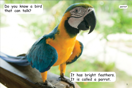 Red Rocket Early Level 3 Non Fiction C (Level 9): Learn About Birds
