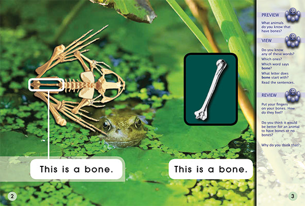 Key Links Magenta (Book 8, Level 1): No Bones