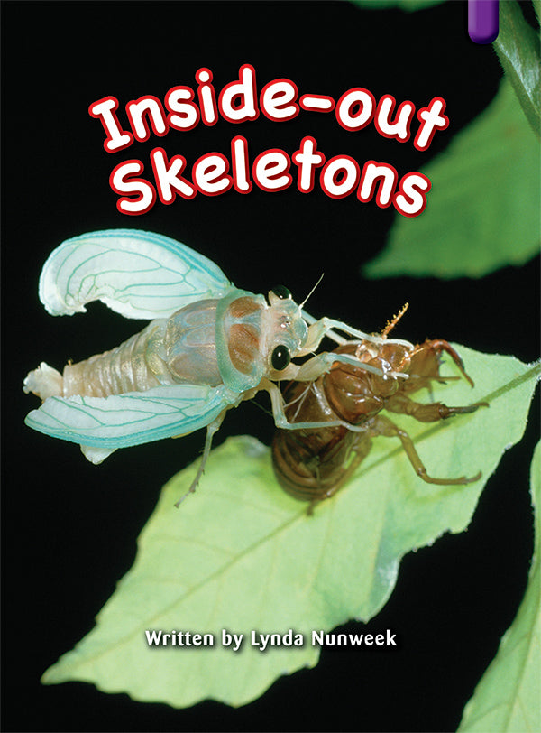 Key Links Purple, Level 19-20: Inside-out Skeletons