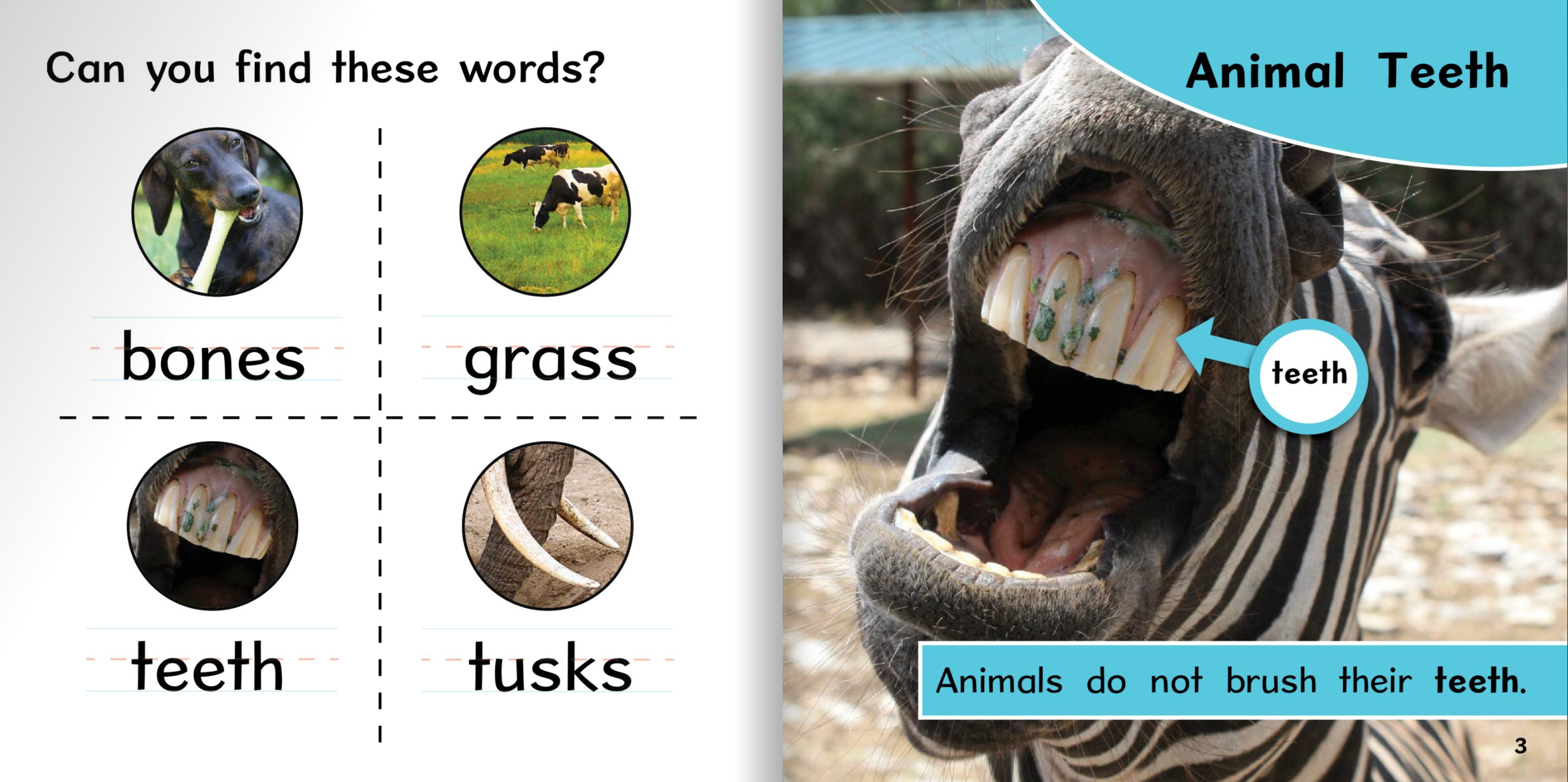 Ready Readers:Animal Teeth