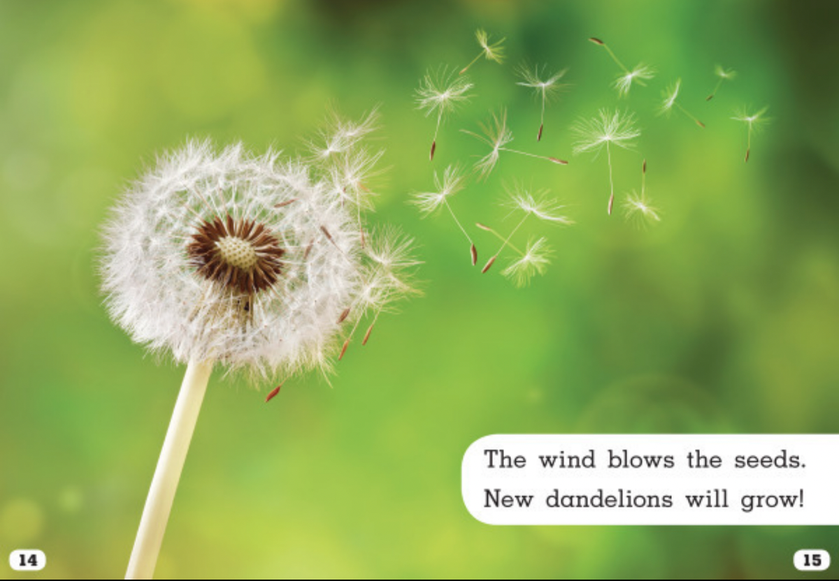 Plant Life Cycles:Let's Look at Dandelions