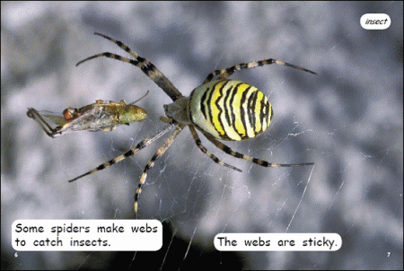 Red Rocket Early Level 2 Non Fiction B (Level 8): Super Spiders