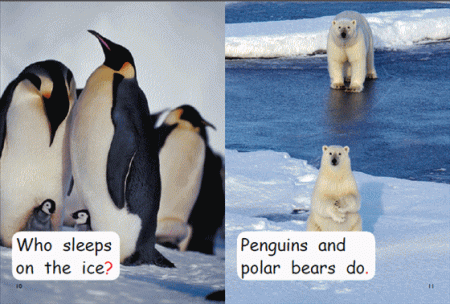 Red Rocket Early Level 1 Non Fiction C (Level 5): Where Do Animals Sleep?