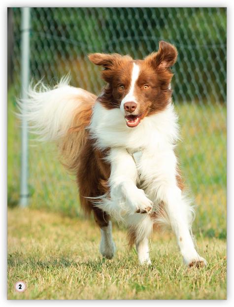 My World: Animals in My Community