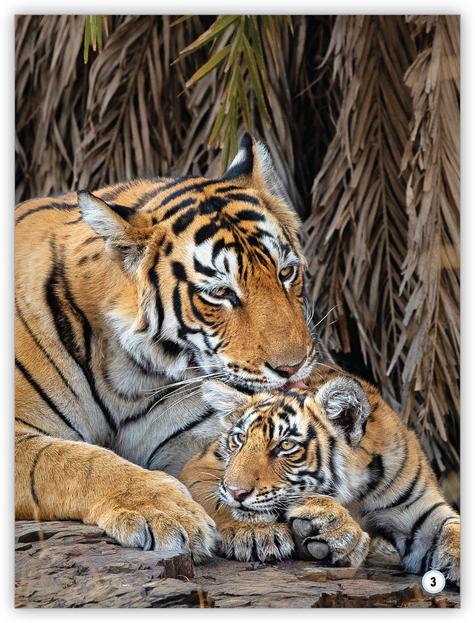 My World: Mammals