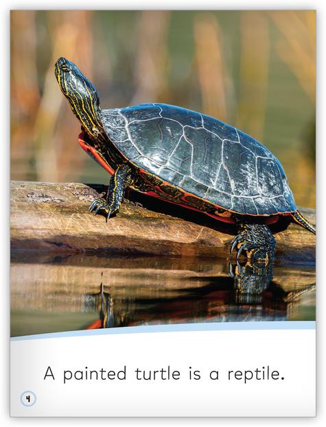 My World: Reptiles