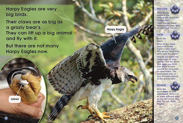 Key Links Blue Book 21, Level 11: Harpy Eagle Chick