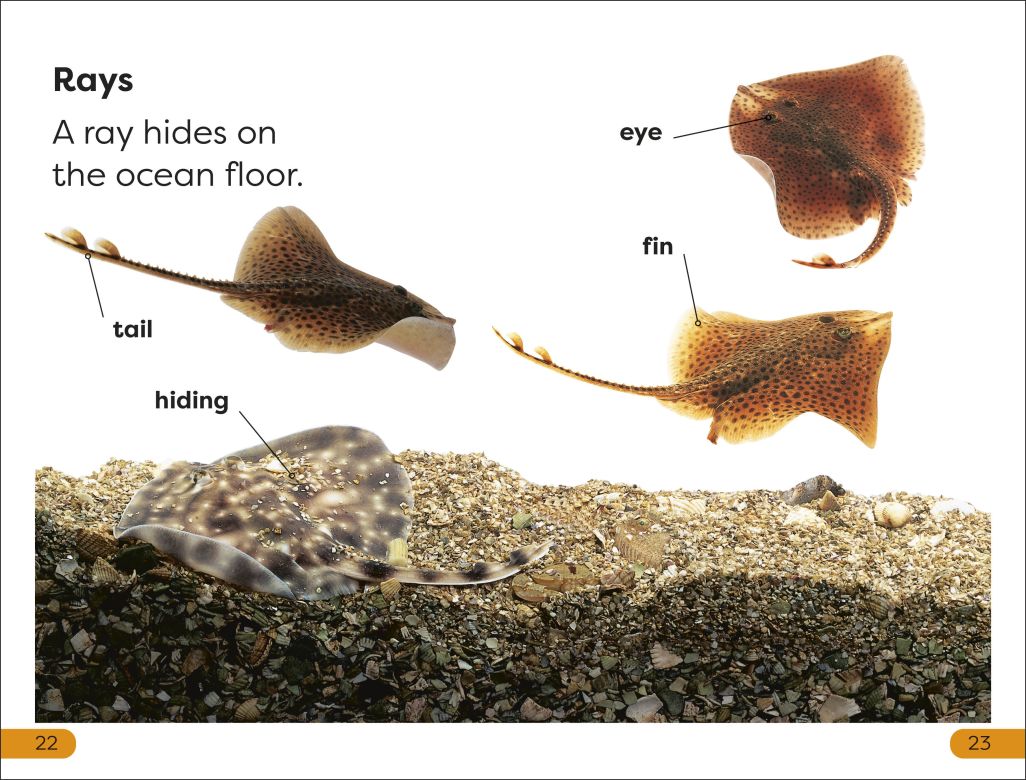 DK Super Readers Level 1: Explore the Coral Reef