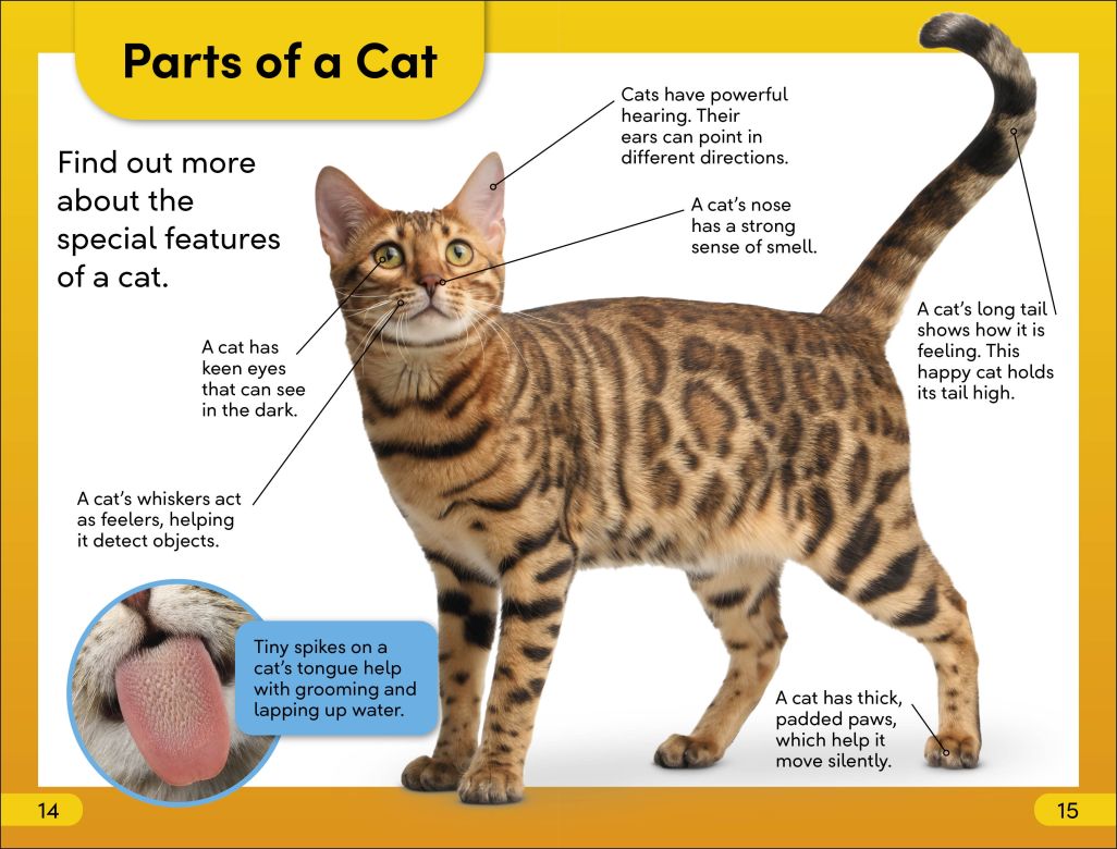 DK Super Readers Level 2: Cats and Kittens