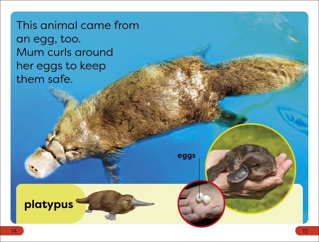 DK Super Readers Pre-Level: What Starts in an Egg?