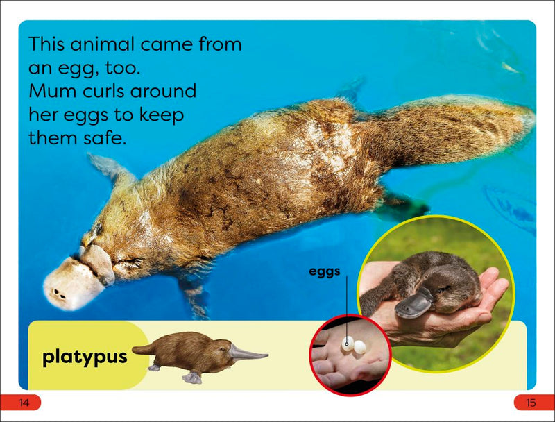 DK Super Readers Pre-Level: What Starts in an Egg?