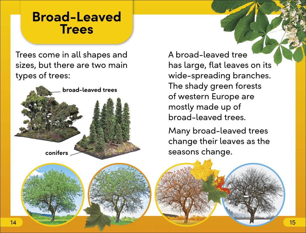 DK Super Readers Level 2: The Secret Life of Trees