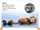 DK Super Readers Level 1: Sea Otters