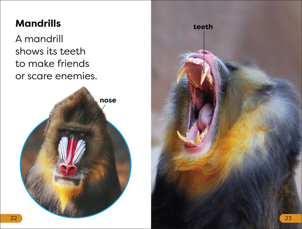 DK Super Readers Level 1: Monkeys