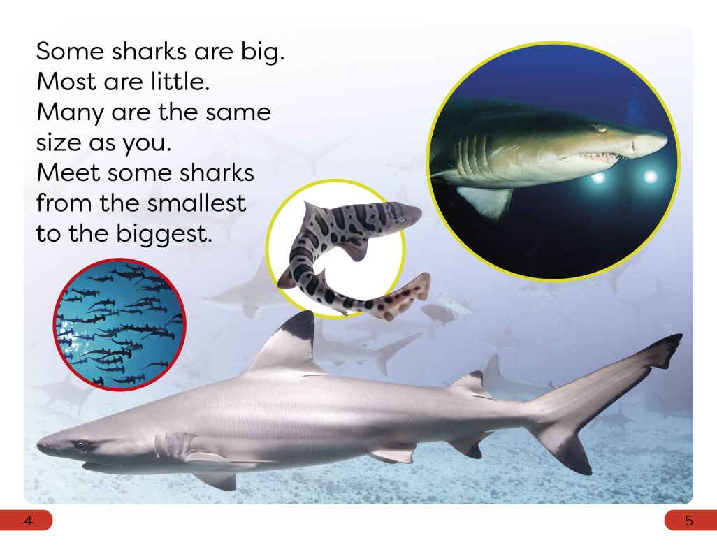 DK Super Readers Pre-Level: Little Sharks Big Sharks