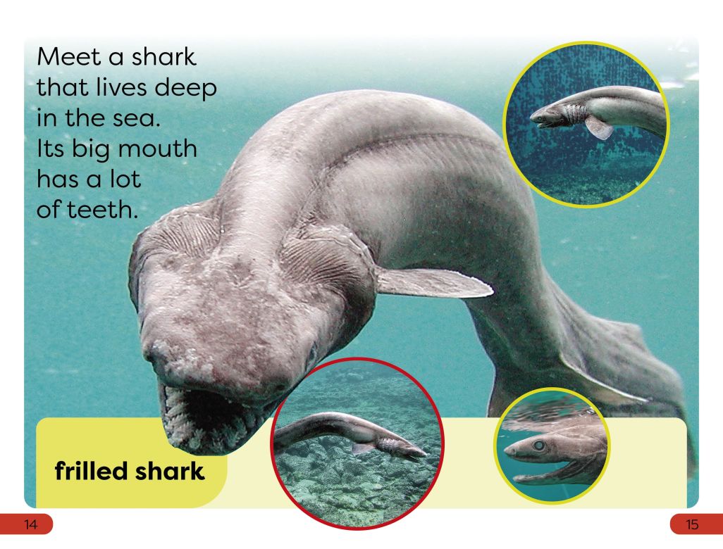 DK Super Readers Pre-Level: Little Sharks Big Sharks