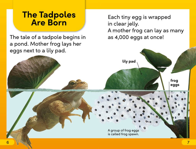 DK Super Readers Level 2: Tale of a Tadpole