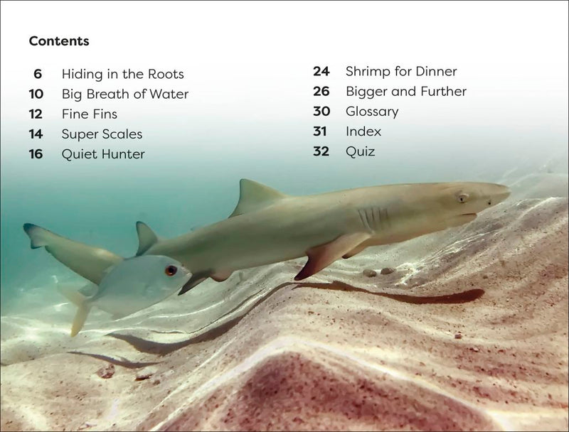 DK Super Readers Level 1: Life of a Baby Lemon Shark