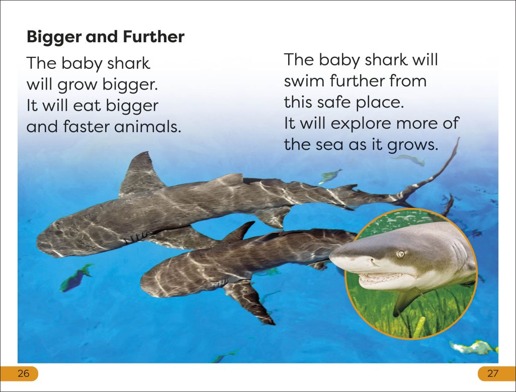 DK Super Readers Level 1: Life of a Baby Lemon Shark