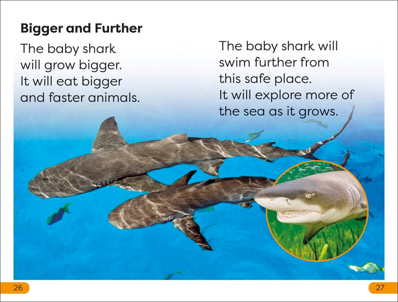 DK Super Readers Level 1: Life of a Baby Lemon Shark