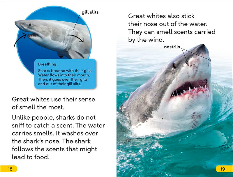 DK Super Readers Level 2: Great White Sharks