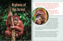 FS Level T:Disappearing Rainforests(Perspectives Book)