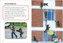 Early Bird Readers-Turquoise: City Animals