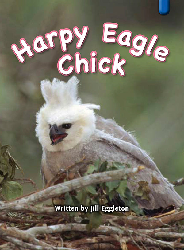 Key Links Blue Book 21, Level 11: Harpy Eagle Chick