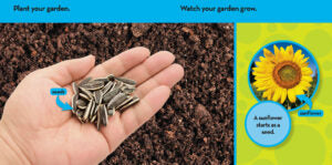 National Geographic Kids: Look & Learn: In My Garden(PB)