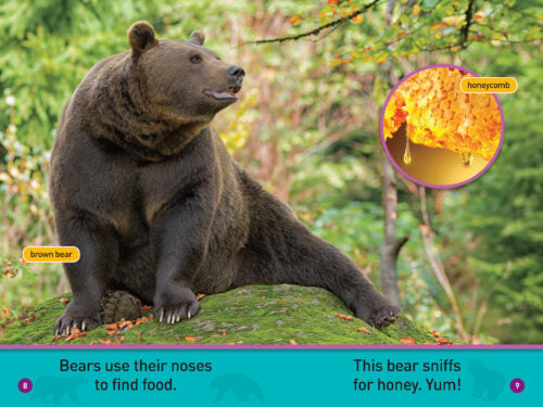 National Geographic Kids Readers: All About Bears (PB)