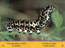 National Geographic Kids Readers: Flutter, Butterfly!(PB)