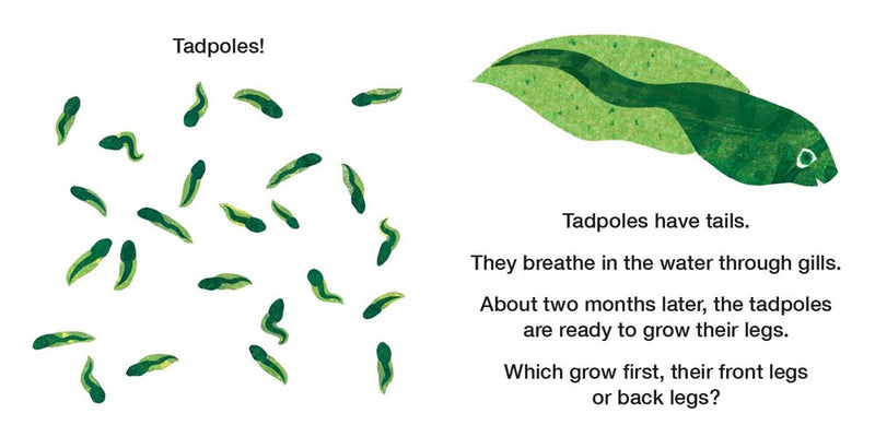 How Does a Tadpole Grow? : Life Cycles with The Very Hungry Caterpillar(Board Book)