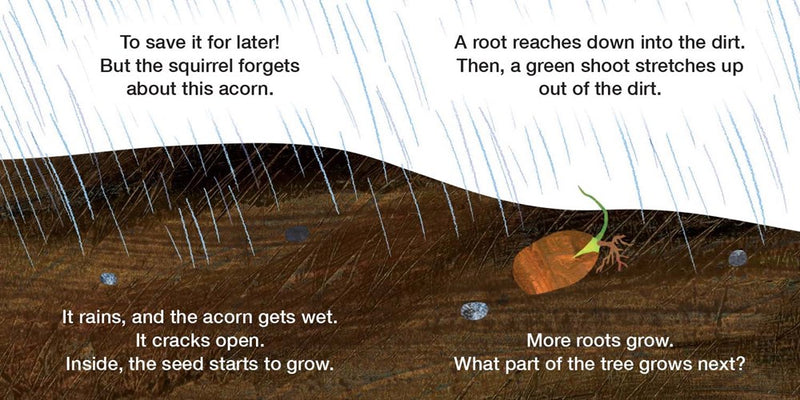 How Does a Seed Sprout? : Life Cycles with The Very Hungry Caterpillar(Board Book)