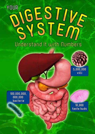 Your Digestive: System Understand It With Numbers