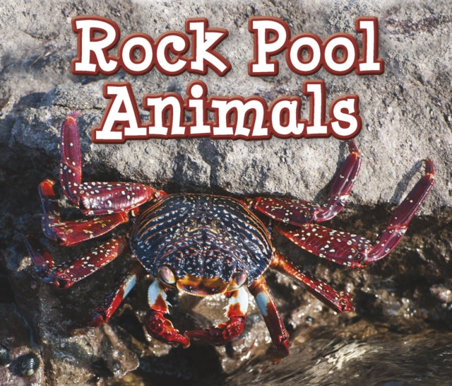 Animals and Their Habitats:Rock Pool Animals