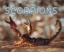 Scorpions (Paperback)