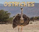 Ostriches  (Paperback)