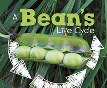 A Bean's Life Cycle (Paperback)